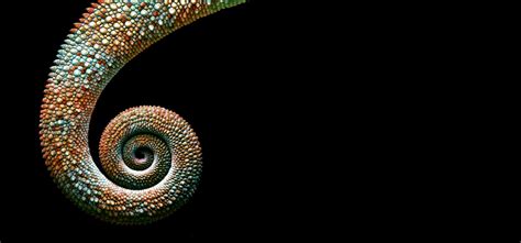 Spiral Spiral Chameleon Wildlife Photography