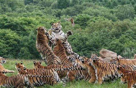 Hilarious Images Show A Group Of Siberian Tigers Chasing A