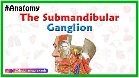 The Submandibular Ganglion Animated Gross Anatomy Of Head And Neck