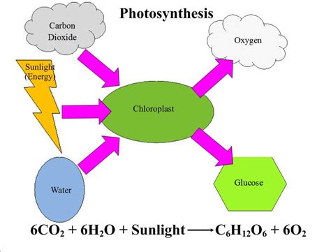 Cellular respiration occurs mainly in the mitochondria. Cellular Respiration vs Photosynthesis - Mrs. Thomas' classes