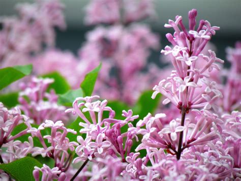 Korean Dwarf Lilac Landscaping Supplies Planting Flowers Plants