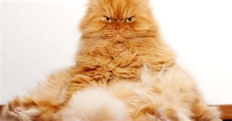 Garfi Trumps Grumpy Cat As New Viral Kitty With Mean Expression Pics Us Weekly