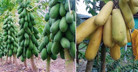 Berbaloi Tanam Pokok Betik Sekaki 5 Bulan Dah Berbuah Tengoklah Saiznya Memang Puas Makan