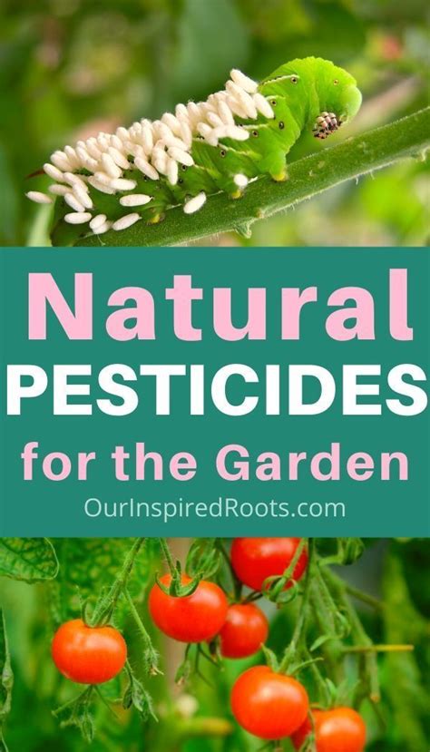 3 Natural Pesticides For The Garden Recipe Natural Pesticides