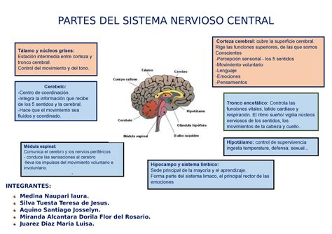 Mapa Conceptual De Sistema Nervioso Partes Del Sistema Nervioso