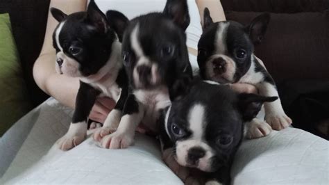 I wish i lived in a world, where there is sunshine and puppies all the time. Boston Terrier Puppies For Sale | Texas 121, TX #257783