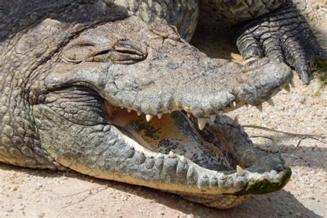 Are Crocodiles Herbivores Carnivores Or Omnivores Fauna Facts