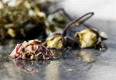Flowers for the sick and dead. Dead Flowers | Dead and gone | eyebex | Flickr