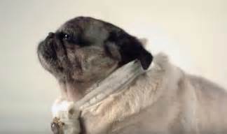 A Pug Can Be Your Hero This Documentary Reminds Us Just How Special
