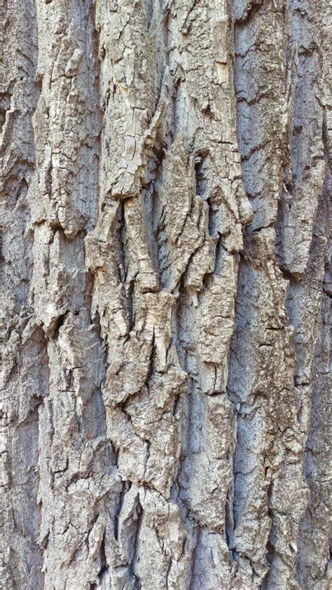 Poplar Bark Elm Macro Dry Skin Stock Image Image Of Trunk Groove