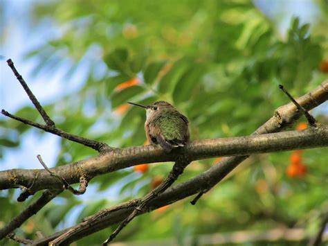 Uncovering The Rufous Hummingbird Migration Wildstreak Of Nature