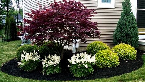 Japanese Maple With White Astilbe Front Yard Landscaping Design