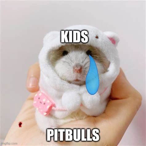 Pit Bulls Vs Kids Imgflip