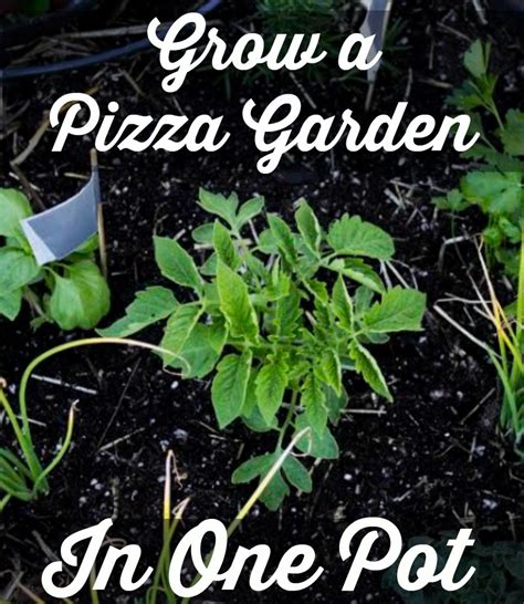Guest Post How To Grow A Pizza Garden In One Pot Only