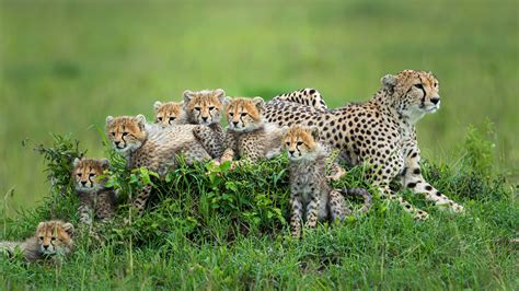 Mother Cheetah With Baby Cheetahs Hd Animals Wallpapers