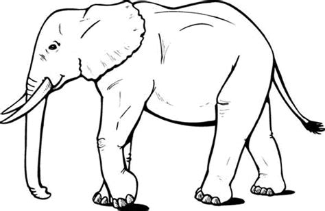 Download and print these realistic animal coloring pages for free. Print & Download - Teaching Kids through Elephant Coloring Pages