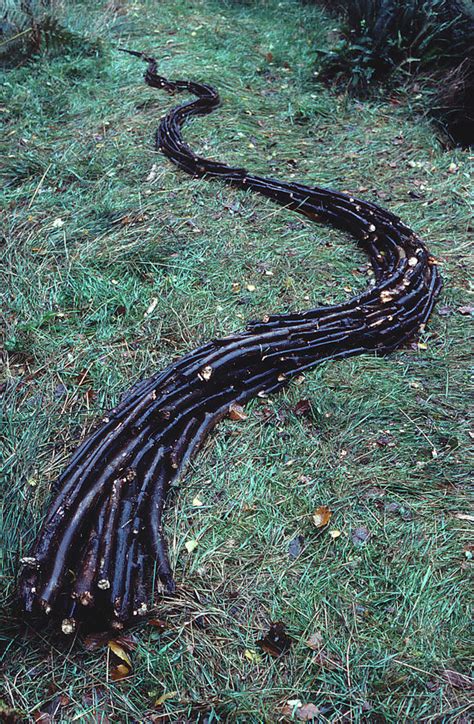 Andy Goldsworthy Photography And Biography