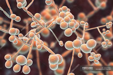 Digital Illustration Of Yeast And Hyphae Stages Of Candida Albicans Fungus Genital