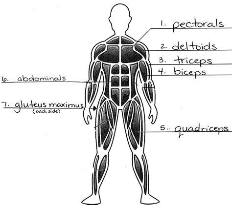Muscular System Diagram For Kids