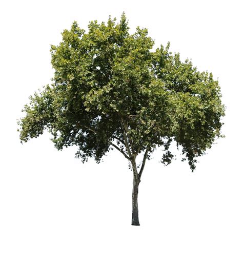 Free Apple Tree Png Download Free Apple Tree Png Png Images Free ClipArts On Clipart Library