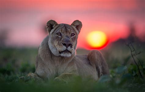 Wallpaper Look Sunset Portrait Lioness Wild Cat Images For Desktop