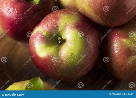 Raw Organic Red Mcintosh Apples Stock Photo Image Of Freshness Food