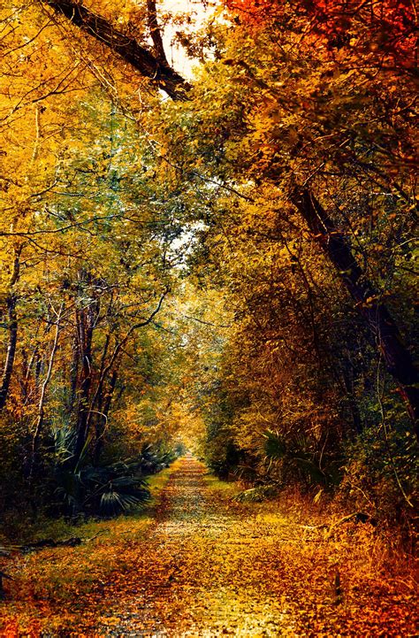 Autumn Trail Shutterbug