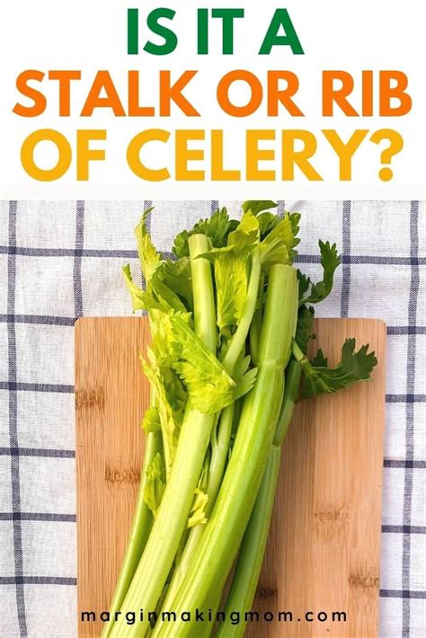 What Does 2 Stalks Of Celery Mean Stilk And Stalk