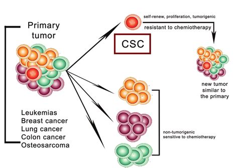 The Cancer Stem Cell Hypothesis Adapted From Lobo Et Al 2007 Tumors