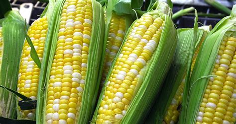 Federal Govt Accused Of Withholding Gmo Crop Info For Years