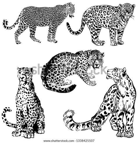 Jaguar Vector Illustration Set Collection Wild Stock Vector Royalty