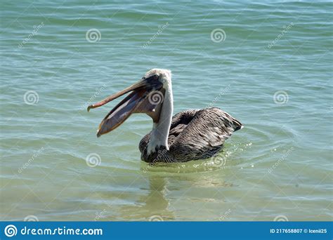 Brown Pelican Eating Fish In The Bay Stock Image Image Of Bird Fish