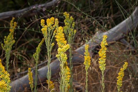 Plant Of The Month California Goldenrod
