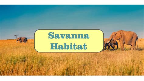 Savanna Habitat Youtube