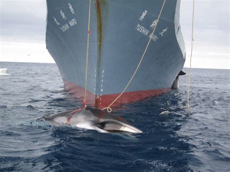 Japanese Expedition Returns From Killing 333 Whales Defying