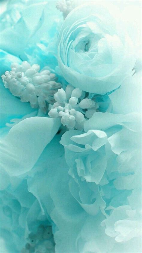 Turquoise Flower Teal Rose Hd Phone Wallpaper Pxfuel