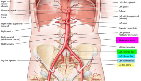 Iliac Artery Common Iliac Artery Internal And External Iliac Artery Branches