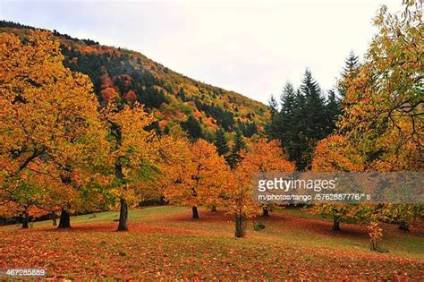 Casentino Forest Photos Et Images De Collection Getty Images