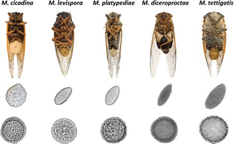 Photographs Of Cicada Hosts Top Conidia Middle And Resting Spores