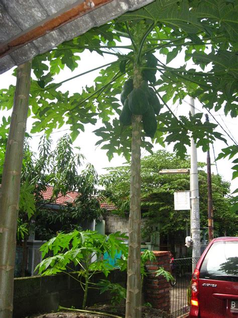 CORAT CORET: Pohon Pepaya