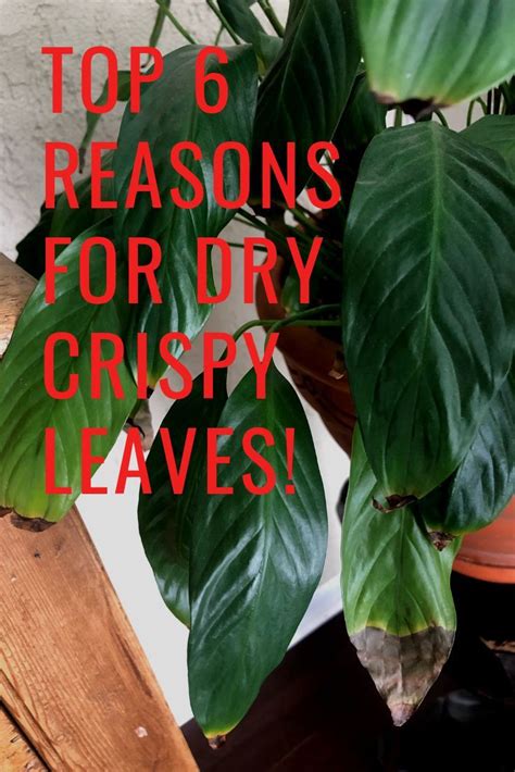 Read About My Top 6 Reason Why Your Houseplant Leaves Are Getting Brown