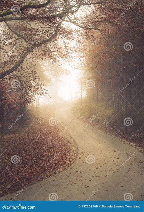Curved Alley In Foggy Autumn Woodland Stock Photo Image Of Foliage