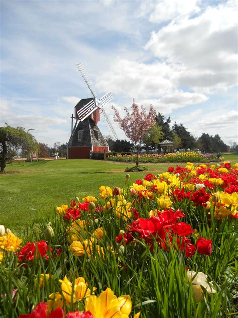 Globalrose.com has been visited by 10k+ users in the past month Tulip Time in Holland, Michigan! | Holanda, Moinho, Jardim