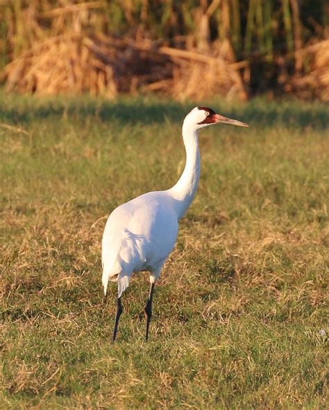 Whooping Crane Grus Americana Dec Tx Aransas Co Flickr