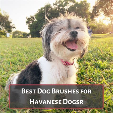 🐶best Dog Brushes And Combs For Havanese Dogs Top Picks For Effective