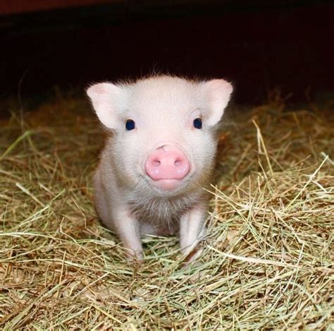 Types Of Mini Pigs