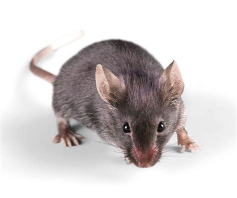 House Mouse Identification Habits And Behavior Anderson Pest Solutions
