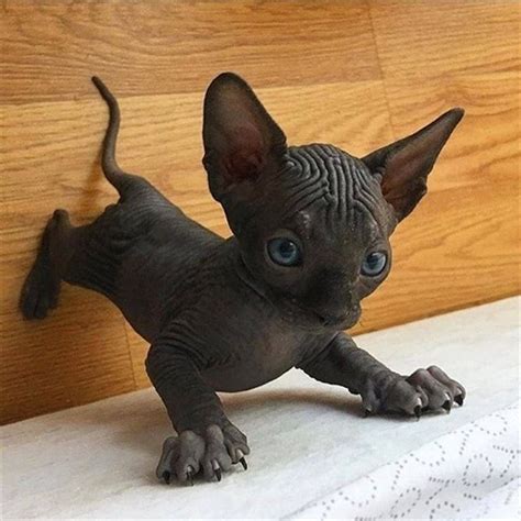 Instagram Cute Hairless Cat Hairless Kitten Kittens Cutest
