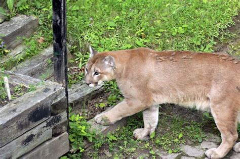 Cougar Captured In Southern Ontario Ontario News Toronto Sun