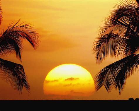 Free download Tropical Beaches Beautiful Palm Trees Sunrise Sunset ...